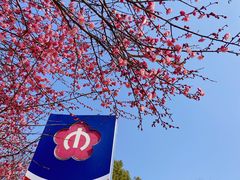 -梅花山(明孝陵内)