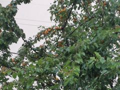 -大圆碗(新兴路店)