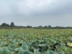 -上海海湾国家森林公园