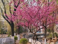 -桃花堤公园