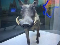 -国家自然博物馆