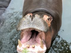 -海南热带野生动植物园