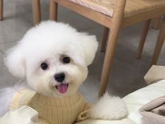 -帕帕拉兹宠物(亚洲旗舰店)