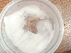 -酷以爬仙阁实体爬宠店·守宫·蜥蜴·专业繁育