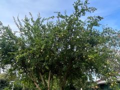 -四川大学(华西校区)