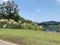 -上海长兴岛郊野公园