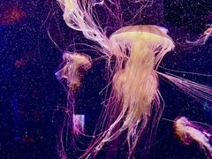 -海合安武汉极地海洋公园