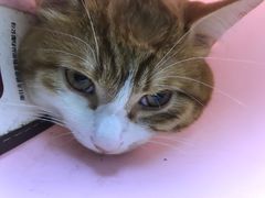 -宠颐生宠物医院·心肾内科·猫专科诊疗中心宠巢店