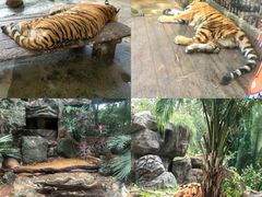 -海南热带野生动植物园