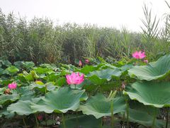 -白洋淀景区