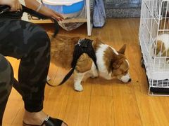-袖虎宠物(锦绣生态园店)