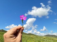 -乌兰布统草原