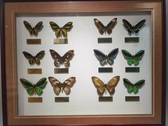 -上海昆虫博物馆