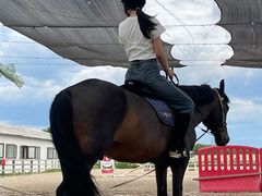 -北京群众马术培训基地