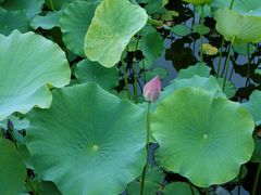 -莲花池公园