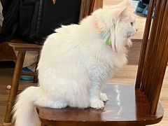 -有猫主题·治愈系猫咖(曾厝垵店)