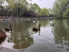 -洛阳市隋唐城遗址植物园