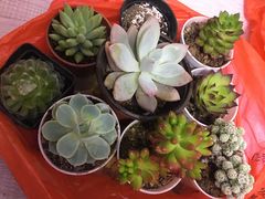 -秦美花卉(天朗·莱茵小城2期店)