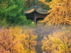 -千年银杏谷文化旅游区
