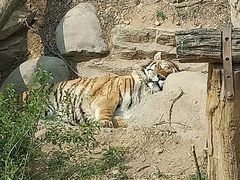 -大连森林动物园