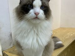 -Heymao猫咖.咖啡厅(东门店)