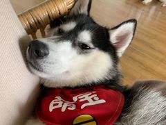 -Husky Go! 哈士奇体验馆·宠物咖啡厅狗咖