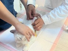 -瑞派蒂凯宠物医院·免疫点·宠保定点