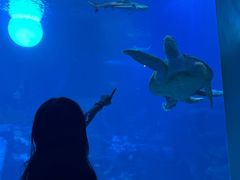 -太平洋海底世界