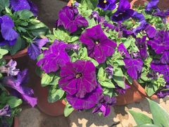 -松山湖梦幻百花洲