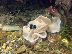 -太平洋海底世界