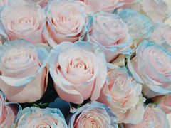 -BEAST野兽派(上海浦东嘉里城店)