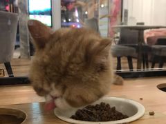 -袖虎·猫馆(体育西路店)