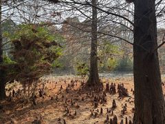 -溱湖国家湿地公园