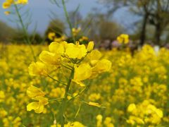 -武汉紫薇都市田园