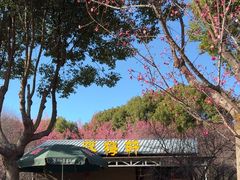 -桐乡植物园