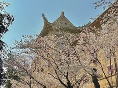 -武汉大学-樱园