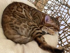 -猫腻·猫咖·撸猫馆(星光大道店)