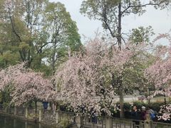 -棠湖公园