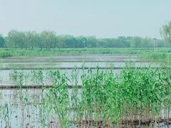 -大兴滨河森林公园