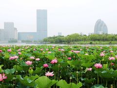 -聚龙湖公园