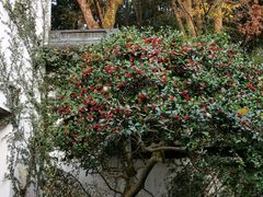 -虎跑公园