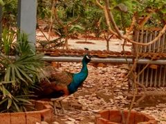 -呀路古热带植物园