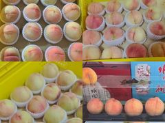 -老袁家蜜桃农场·阳山水蜜桃