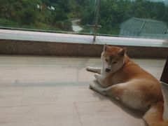 -河源万绿湖美思威尔顿酒店