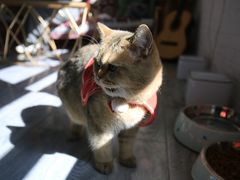 -喵屿·大理花园猫咖