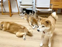 -是阿柴呀！柴犬咖啡·爱喵喵猫咖