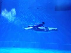 -芜湖新华联大白鲸海洋公园