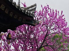 -西安市广仁寺