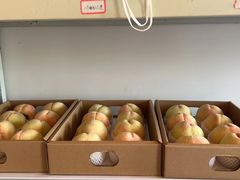 -南汇新场正宗水蜜桃采摘