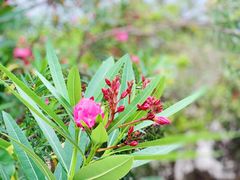 -广东惠东海龟国家级自然保护区